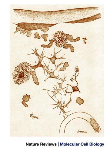 Metchnikoff's drawing of phagocytes Wikipedia Paul Ehrlich (1854-1915) Nobel-díjas német orvos,