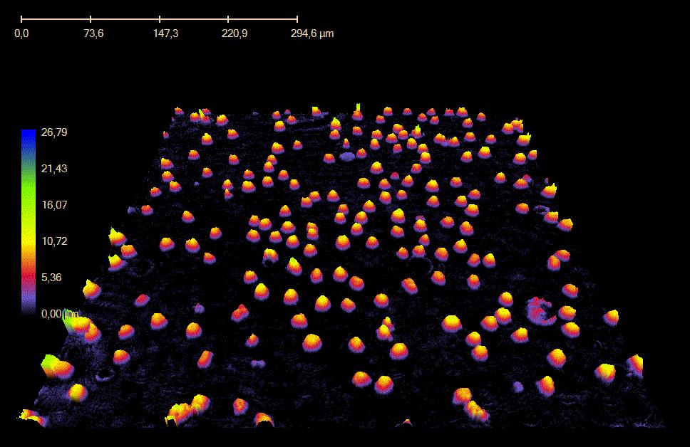 CI CI Avg. Migration (µm) Avg.