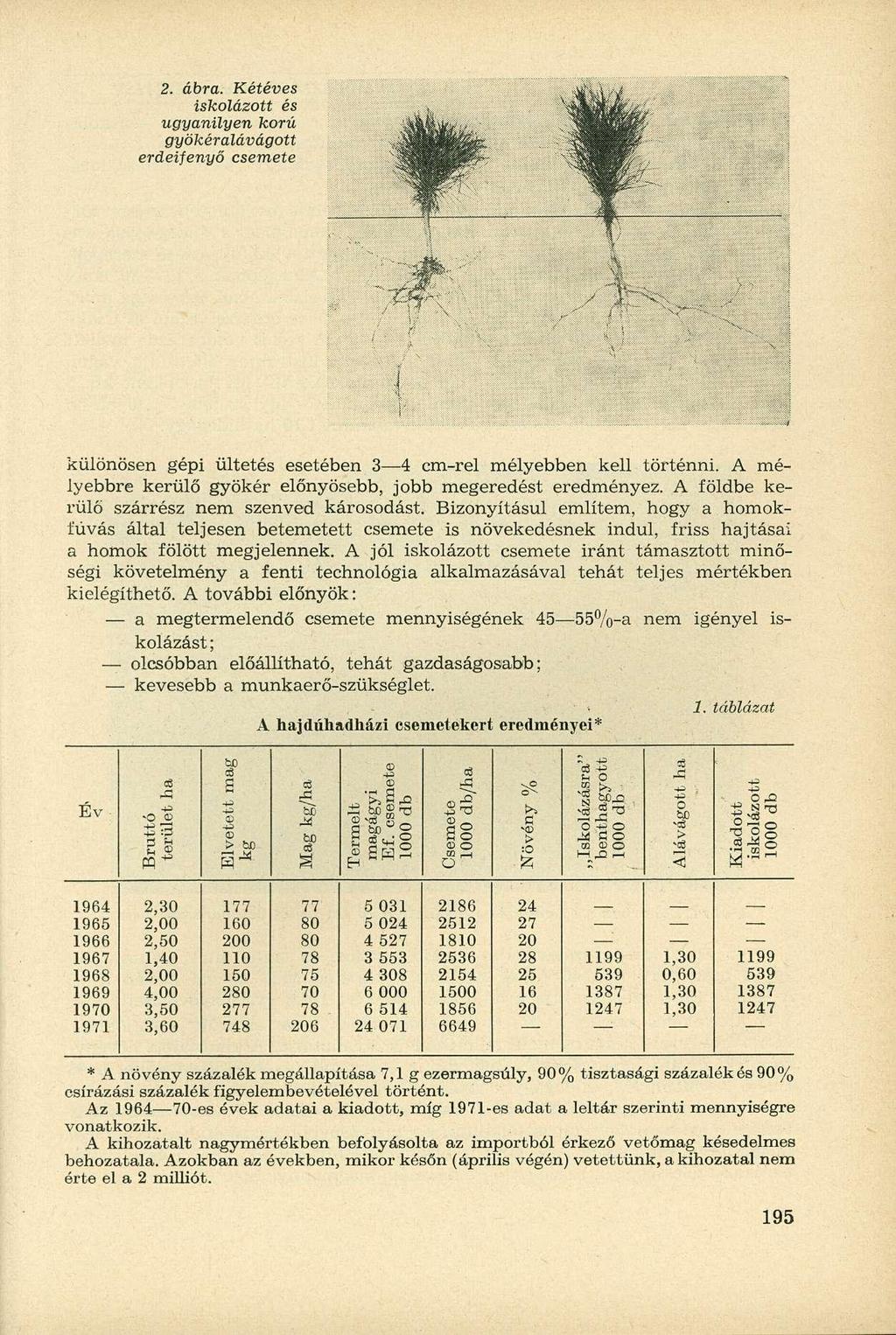 2. ábra. Kétéves iskolázott és ugyanilyen korú gyökéralávágott erdeifenyő csemete i különösen gépi ültetés esetében 3 4 cm-rel mélyebben kell történni.