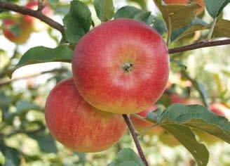 31. ábra Rubinola almafajta garantálhatják a sikeres termeszthetőséget.