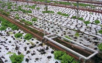 40. ábra Fólia talajtakarással termesztett bio fejes saláta A termesztett és a gyomnövények maradványainak szerepe a tápanyag-gazdálkodásban A gazdaságban megtermelődő növényi maradványok,