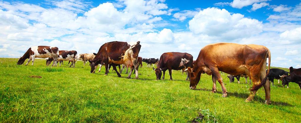 A MEGOLDÁS PRECÍZIÓS ÉS OKOS GAZDÁLKODÁS ÉLŐÁLLAT GYÜMÖLCS - ZÖLDSÉG GABONA ÉDESVIZI ÉS TENGERI EREDETŰ ÁLLATOK A TE-FOOD Okos Gazdálkodási Rendszer nyomonköveti az élelmiszer előállításakor végzett