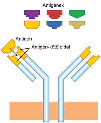 Általában az utóbbiakat használják az immunológiai tesztekben, ugyanis így növelni lehet a cél fehérje azonosításának esélyét (Ramírez-Barat, de la Vina, 2001). 16.