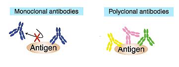 kép: A monoklonális és poliklonális antitestek működése Az öregedett anyagokból (vagyis régi festményekből) vett mintákban az anyagok degradálódhattak, és a specifikus epitópok egy része