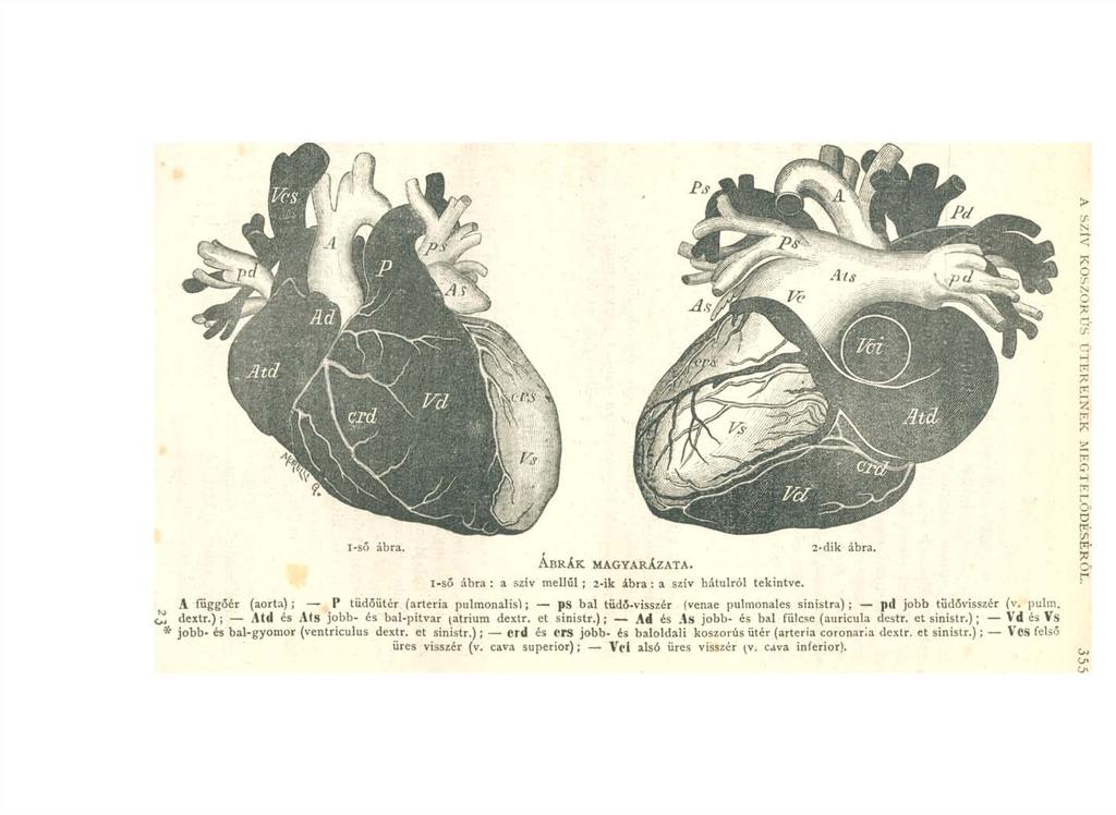 i-ső ábra. Á b r á k m a g y a r á z a t a. i-ső ábra : a szív mellűi ; 2-ik ábra : a szív hátulról tekintve. 2-dik ábra.