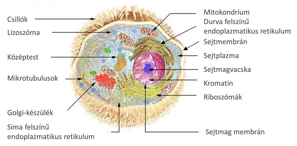 3.3. Szubcelluláris lokalizációs adatok jellemzése és forrásai 3.3.1.