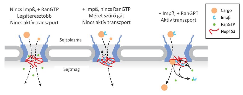 RanGTP-ből származó energiát használ fel [Lowe és mtsai 2015]. A komplex működését a 7. ábra mutatja be. 7. ábra: A sejtmagi pórus komplex működésének szabályozása.