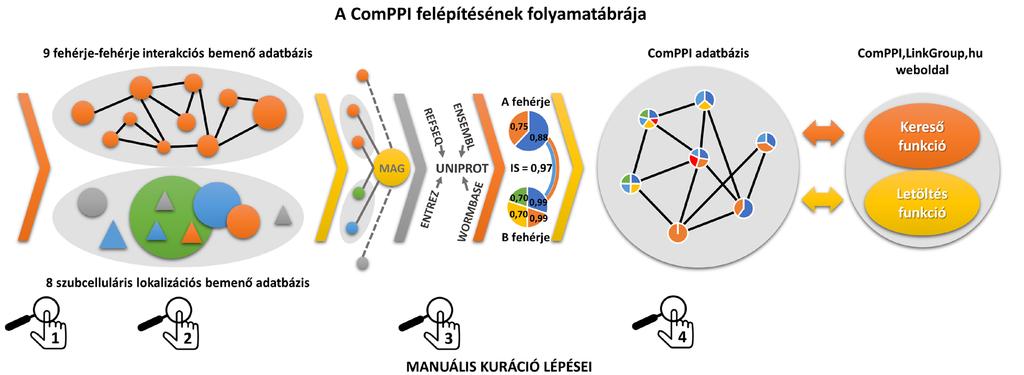 6. Eredmények 6.1. A ComPPI adatbázis általános bemutatása 6.1.1. Az adatbázis felépítési folyamatának sematikus bemutatása A ComPPI adatbázis (http://comppi.linkgroup.