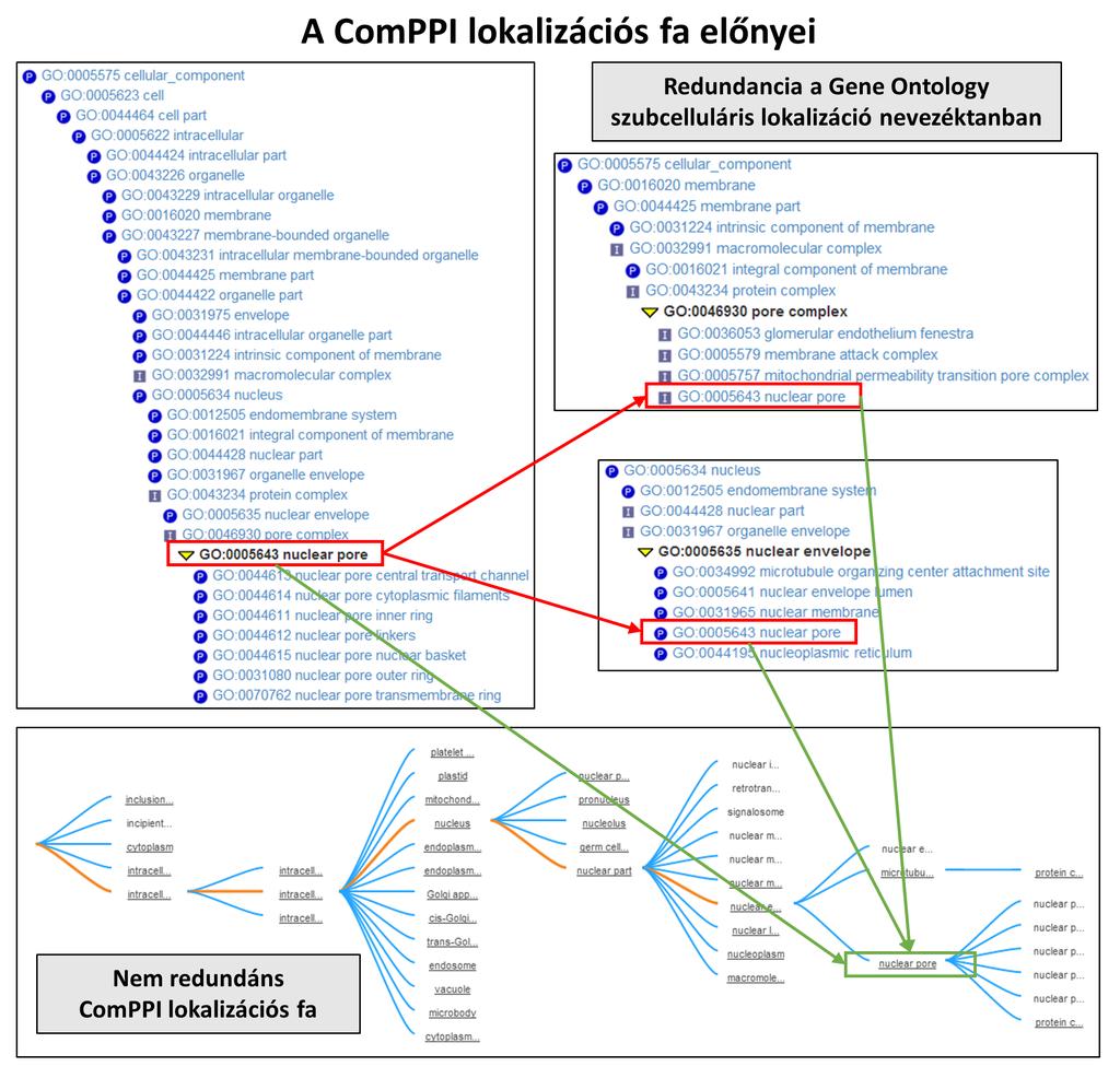 A probléma megoldása céljából kézi gyűjtéssel létrehoztunk egy hierarchikus szubcelluláris lokalizációs fát 41, mely redundancia nélkül rendezi be az egységes nevezéktanra fordított lokalizációs