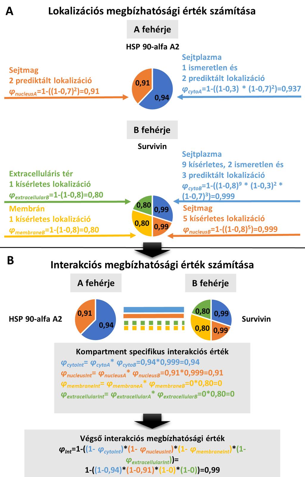 6.1.3. A lokalizációs és interakciós megbízhatósági érték számításának módja 6.1.3.1. A megbízhatósági értékek számítása A ComPPI lokalizációs megbízhatósági érték egy általunk definiált, új mérőszám