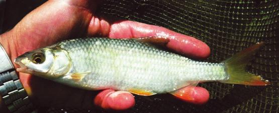 koncér Európa veszélyeztetett halainak egyike. Jelentősebb állománya mindössze három ausztriai szubalpin tóban maradt fenn, de a Duna osztrák szakaszán is él egy kisebb populációja.