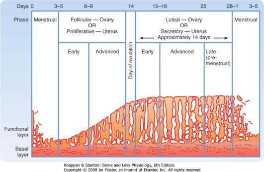 Endometriális (menstruációs) ciklus A méhnyálkahártya változása az ovárium hormontermelésének függvényében 1) Proliferációs ÖSZTOGÉN fázis (5-14 nap) ovárium follikuláris fázisa.