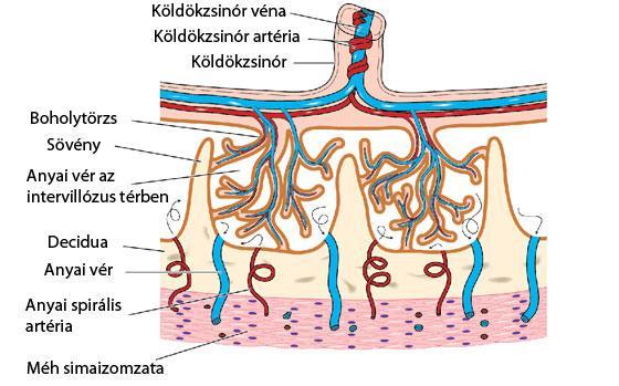 Placenta Anyai és magzati rész Soha nem keveredik a vér (többszörös szűrés) Köldökzsinór: magzat és méhlepény közt aa.