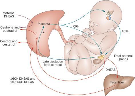 placentaris laktogen GH, anti-inzulin hatás) Anyai hatások (~acromegalia) Terhességi diabetes (anti-insulin hatás) chorionalis kortikotropin placentaris GnRH h.