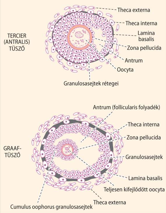 Graaf-tüsző (10-20 mm) 1. meiosis (2nDNS) Ovulatio 2.