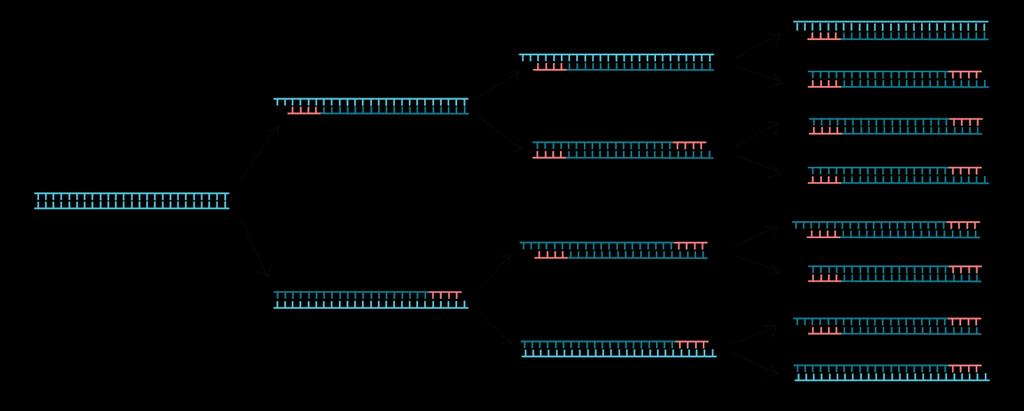 PCR technika Felfedezése 1983, Kary Mullis Ismert DNS szekvenciájú szakasz in vitro Felerősíthető egy ciklikusan ismétlődő módszerrel.