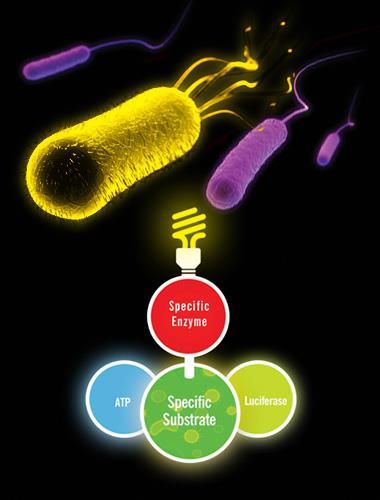 biolumineszcencia