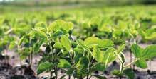 Az intenzív növekedés időszakában a magas mikroelem-tartalmú Wuxal Microplant ajánlott.