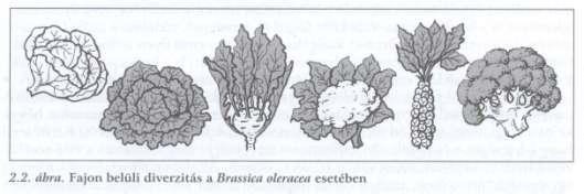 Genetikai sokféleség Genetikai diverzitás - Fajok közötti (sibling fajok Drosophila, ÉA piros keresztcsőrű fajok) - Fajon belüli, populációk