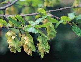 Mindentudás Egyeteme Keleti gyertyán terméságazata molyhostölgyön él sok egyéb faj mellett a magyar téliaraszoló (Erannis ankeraria), a magyar púposszövô (Phalera bucephaloides), a pukkantó