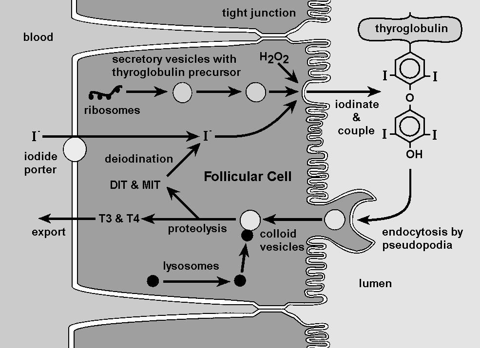 B/ Felszabadulása A tireoglobulinban kötött hormonelőanyagok endocitózissal bekerülnek a thyreocytákba egyesülnek a sejtek lizoszómáival proteolízis => szabad hormon; dejodináció T4: 80 µg/nap T3: 4