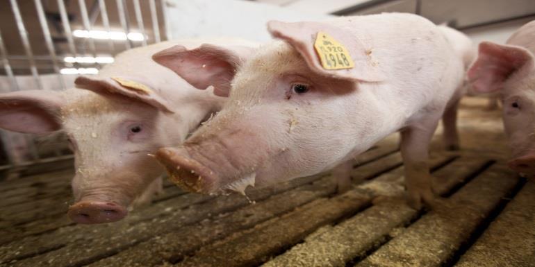 FEEDING PREBREEDING GILTS - DEFINING THE GOALS TO GET SUCCESS KOCASÜLDŐK TAKARMÁNYOZÁSA- CÉLOK