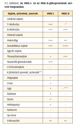 Az MHC-I-gének a szervezet minden magvas sejtjének felszínén megjelenő MHC-I-fehérjék szintéziséért felelősek, de a fehérjék kifejeződésének mértéke jelentősen függ