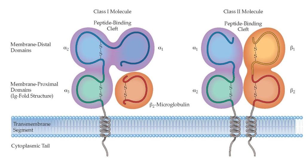 A FŐ HISZTOKOMPATIBILITÁSI GÉNKOMPLEX (MHC) http://what-when-how.