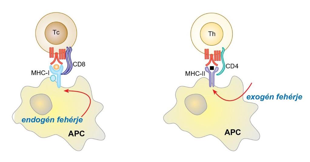 Az endogén és az exogén fehérjék bemutatása eltérő funkciójú T-limfocitáknak.