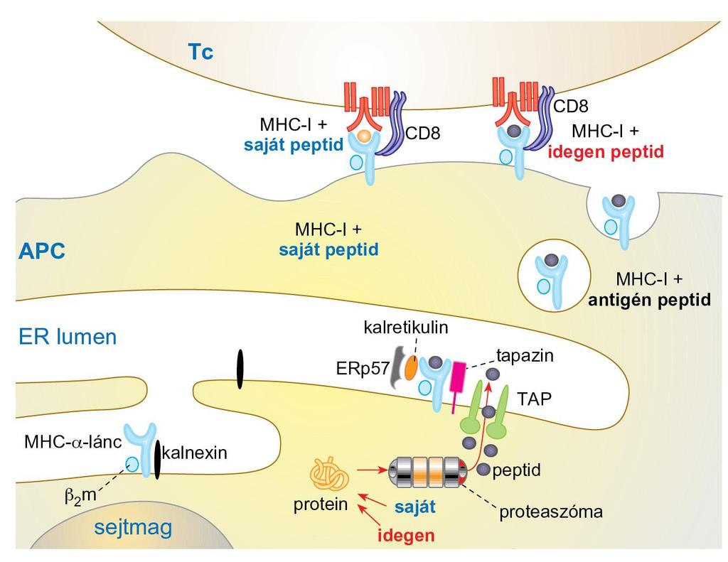 A citoplazmatikus fehérjéket a proteaszóma enzimkomplex 8 12 aminosavból álló peptidekre hasítja, melyeket a TAP az ER lumenébe szállít.