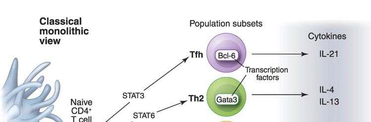 T-lymphocyta