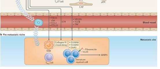 et al:nat Rev Immunol.