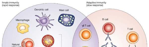 Természetes és adaptív immunitás
