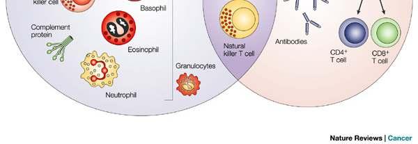 Nature Reviews Cancer 4, 11-22 (January