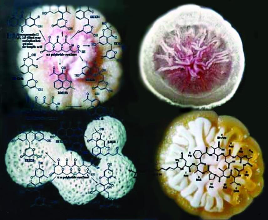 korallokra, vagy gombákra jellemző