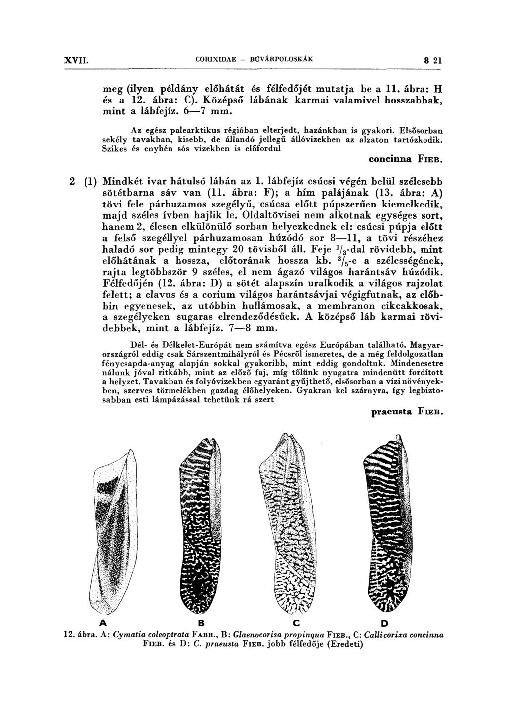 XVII. CORIXIDAE - BÚVÁRPOLOSKÁK 8 21 meg (i1yen példány előhátát és félfedőjét mutatja be a ll. ábra: H és a 12. ábra: C). Középső lábának karmai valamivel hosszabbak, mint a lábfejíz. 6-7 mm.