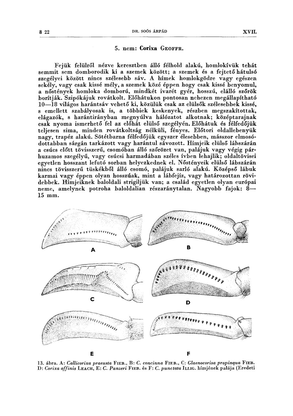 8 22 DR. SOÓS ÁRPÁD XVII. 5. nem: Corixa GEOFFR.