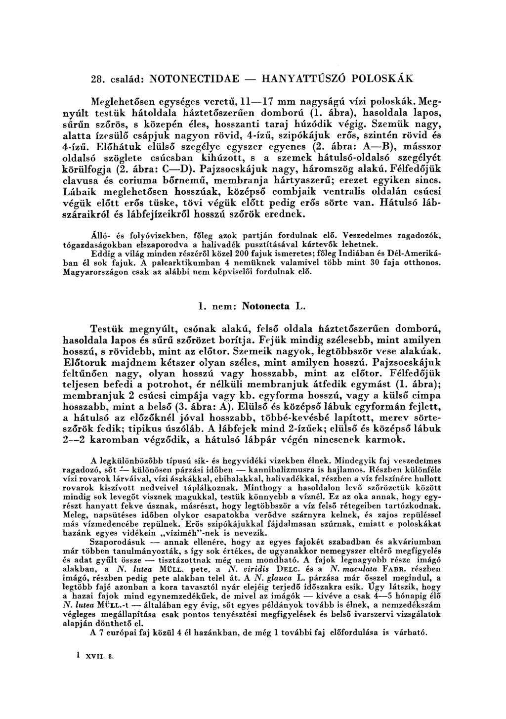 28. család: NOTONECTIDAE - HANYATTÚSZÓ POLOSKÁK Meglehetősen egységes veretű, 11-17 mm nagyságú vízi poloskák. Megnyúlt testük hátoldala háztetőszerűen domború (1.