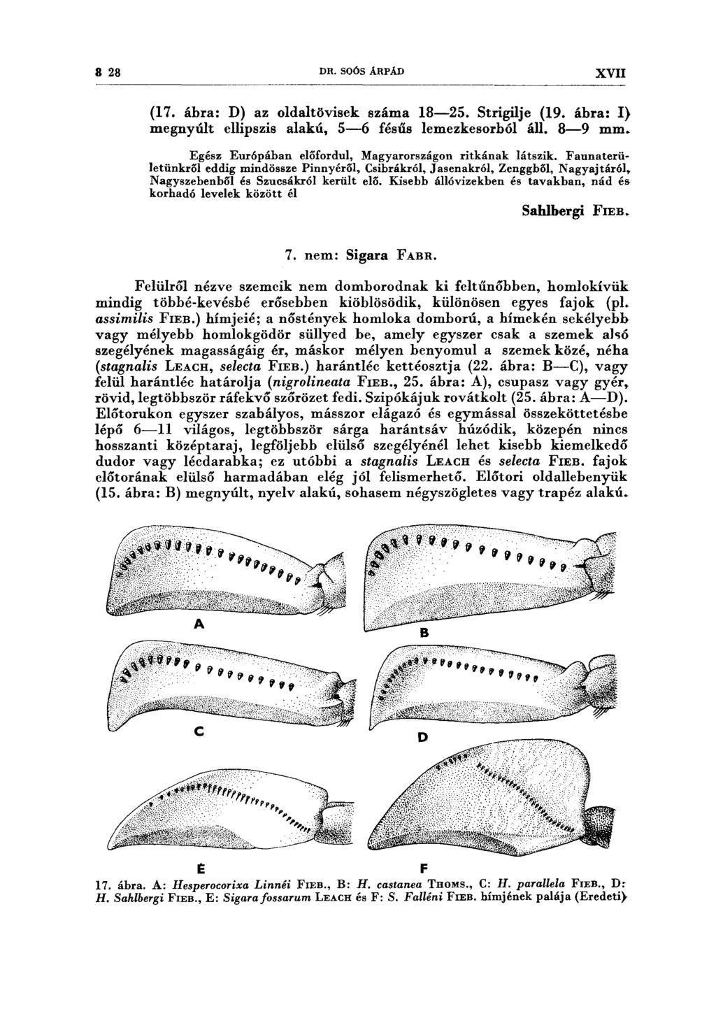 8 28 DR. SOÓS ÁRPÁD XVII (17. ábra: D) az oldaltövisek száma 18-25. Strigilje (19. ábra: I) megnyúlt ellipszis alakú, 5-6 fésűs lemezkesorhól áll. 8-9 mm.
