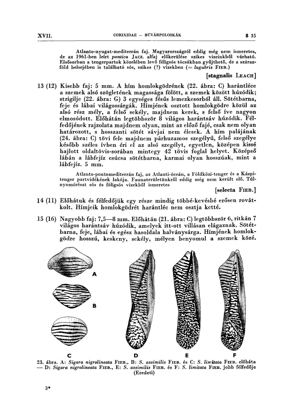 XVII. CORIXIDAE - BŰV ÁRPOLOSKÁK 8 35 Atlanto-nyugat-mediterrán faj. Magyarországr61 eddig még nem ismeretes, de az 1961-ben leírt pontica JAcz. alfaj előkerülése szikes vizeinkből várhat6.