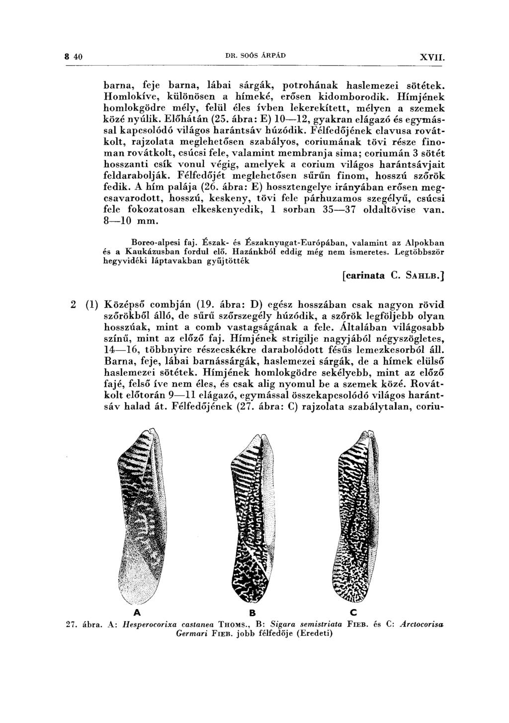 8 40 DR. SOÓS ÁRPÁD XVII. barna, feje barna, lábai sárgák, potrohának hasiemezei sötétek. Homlokíve, különösen a hímeké, erősen kidomborodik.