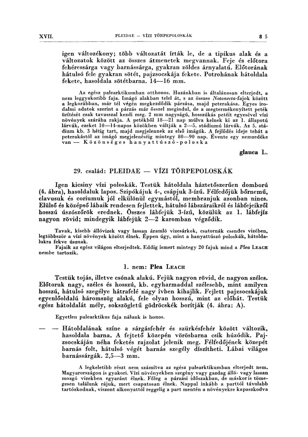 XVII. PLEIDAE - VÍZI TÖRPEPOLOSKÁK 8 5 igen változékony; több változatát írták le, de a tipikus alak és a változatok között az összes átmenetek megvannak.
