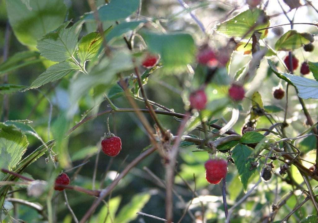 Június-júliusban málnát lel, aki az erdőben jár Antioxidáns hatása révén kóros, daganatos elváltozásoknál testi, fizikai szinten nyújthat segítséget, míg leveleiből kitűnő élvezeti tea készíthető.