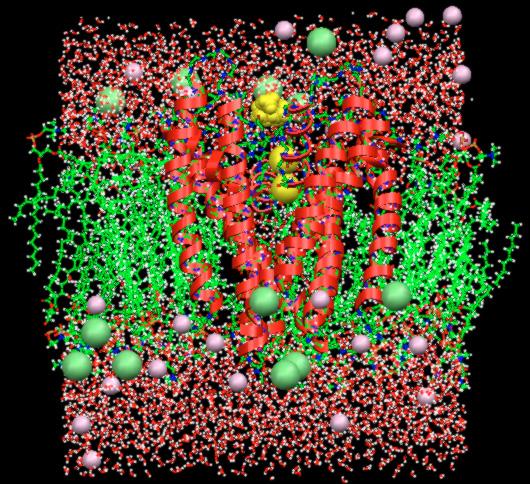 NEUTRONS ET BIOLOGIE 187 résultats précédents ab initio et énergie libre de solvatation donne un conformère symétrique plus stable par 1.8 kcal/mol.