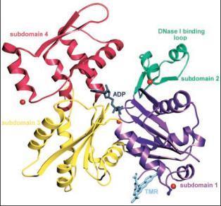 Aktin monomer Aktin filamentum - vég