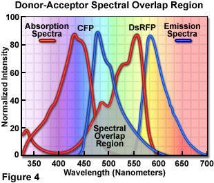 τ DA : élettartam az akceptor jelenlétében τ D : élettartam az akceptor hiányában F DA : fluoreszcens intenzitás az akceptor jelenlétében F D