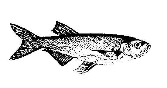 növénytermesztés (Biokontroll feltételrendszer állattenyésztés) 2000. március 14. Biokultúra helyett Biokontroll Hungária Kht. 2000. március 31.