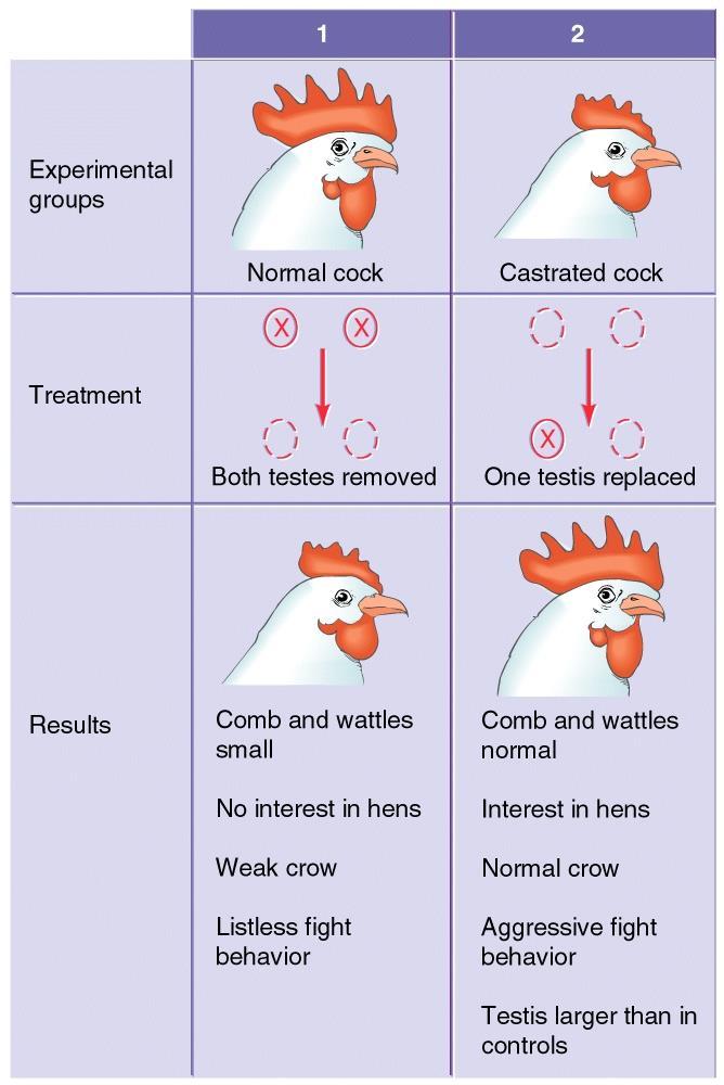 Hormonmennyiség