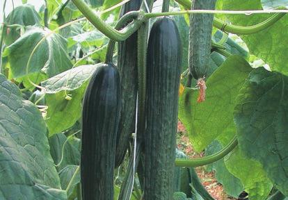 Szabályos alakú, 30 35 cm hosszúságú, kiemelkedően jó minőségű, enyhén bordás terméseket ad. Megbízhatóan nagy hozamokra képes. Elsősorban tavaszi és kora őszi termesztésre javasoljuk.