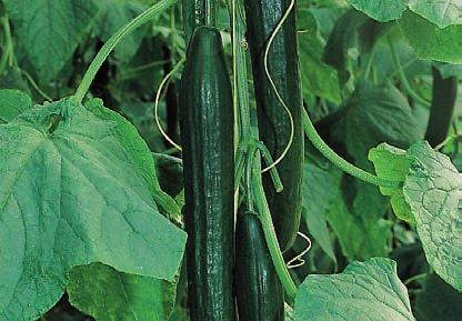A kiválóan újító, rövid ízközű növények főszáron is jól terhelhetőek. Kiemelkedő minőségű, sötétzöld termései 32 36 cm hosszúak.